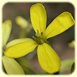 Erysimum nevadense subsp. collisparsum (Vélar de Provence) - Flore des Calanques - Herbier de Loulou