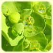 Euphorbia helioscopia (Euphorbe reveille-matin) - Flore des Calanques - Herbier de Loulou