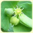 Euphorbia peplus (Euphorbe des jardins) - Flore des Calanques - Herbier de Loulou