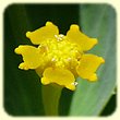 Euphorbia serrata (Euphorbe dentée) - Flore des Calanques - Herbier de Loulou