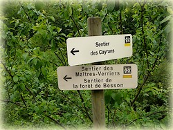 Randonnée forêt de Beson_Tarn_Les Randos de Loulou