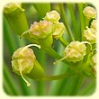 Ferula communis (Férule commune) - Flore des Calanques - Herbier de Loulou
