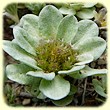 Filago Pygmaea (Evax nain) - Flore des Calanques - Herbier de Loulou