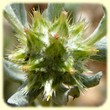 Filago Pyramidata (Cotonnière pyramidale) - Flore des Calanques - Herbier de Loulou