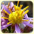 Galatella sedifolia (Aster à feuilles orpin) - Flore des Calanques - Herbier de Loulou