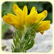Genista hispanica - Genêt d`Espagne - Flore des Calanques - Herbier de Loulou
