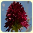 Gymnadenia nigra subsp. rhellicani (Orchis vanille) - Flore de montagne - L'Herbier de Loulou
