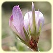 Hedysarum spinosissimum (Sainfoin épineux) - Flore des Calanques - Herbier de Loulou