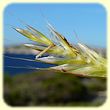 Helictochloa pratensis (Avoine des prés) - Flore des Calanques - Herbier de Loulou