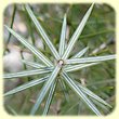 Juniperus oxycedrus (Genevrier Cade) - Flore des Calanques - Herbier de Loulou