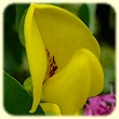 Laburnum anagyroides (Cytise à grappes) - Flore des Calanques - L`herbier de Loulou