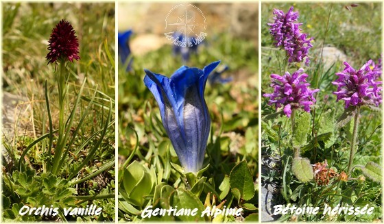 Orchis vanille, Gentiane alpine et Bétoine hérissée - Les Randos de Loulou