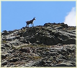 Un chamois sur les crêtes - OZ en Oisans - Les Randos de Loulou