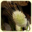 Lagurus ovatus (Queue-de-lièvre) - Flore des Calanques - Herbier de Loulou