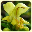 LAMIUM GALEOBDOLON (Lamier jaune) - Flore du Tarn - L'herbier de loulou