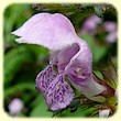 Lamium maculatum (Lamier à feuilles panachées) - Flore de montagne - Herbier de Loulou