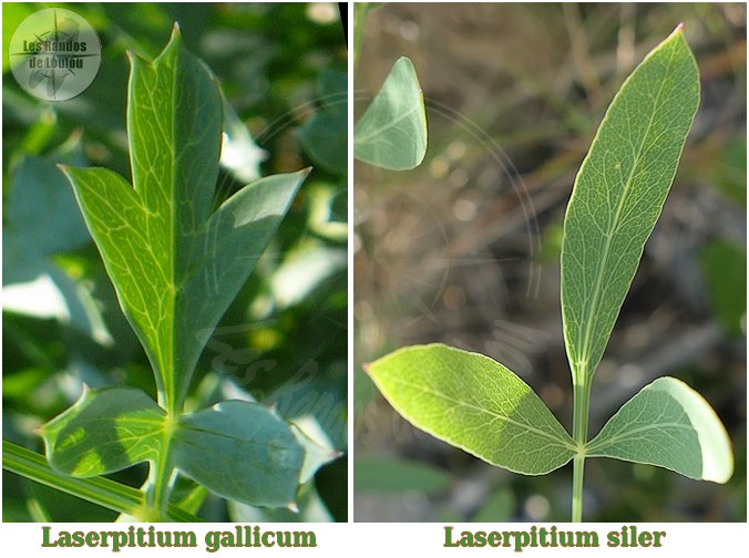 Laserpitium siler (Laser siler) vs Laserpitium gallicum (Laser de France) - Flore des Calanques - Herbier de Loulou