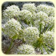 Laserpitium gallicum (Laser de France) - Flore des Calanques - L'Herbier de Loulou