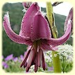 Lilium martagon (Lis Martagon) - Flore de montagne - Herbier de Loulou