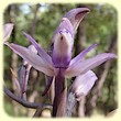 Limodorum abortivum (Limodore à feuilles avortées) - Flore de la Sainte-Baume - Herbier de Loulou