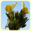 Linaria simplex (Linaire simple) - Flore des Calanques - Herbier de Loulou