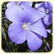 Linum narbonense (Lin de Narbone) - Flore des Calanques - Herbier de Loulou