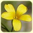 Linum Trigynum (Lin à trois styles) - Flore des calanques - Herbier de Loulou