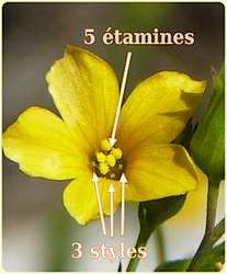 Linum Trigynum (Lin à trois styles) - Flore des calanques - Herbier de Loulou