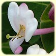 Lonicera implexa (Chèvrefeuille des Baléares) - Flore des Calanques - Herbier de Loulou