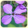 Lunaria annua (Lunaire annuelle) - Flore des Calanques - Herbier de Loulou