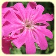Lychnis flos-jovis (Silène fleur de Jupiter) - Flore de montagne - Herbier de Loulou