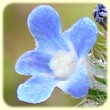 Lycopsis arvensis (Buglosse des champs) - Flore des Calanques - Herbier de Loulou