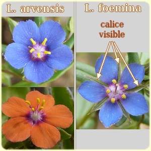 Lysimachia comparaison - Flore des Calanques - Les Randos de Loulou