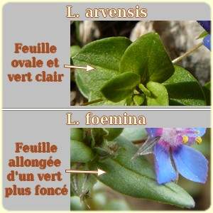 Lysimachia comparaison - Flore des Calanques - Les Randos de Loulou