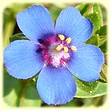 Lysimachia arvensis (Mouron des champs) - Flore des Calanques - Herbier de Loulou