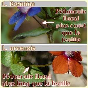 Comparaison lysimachia - Flore des Calanques - Les randos de Loulou 