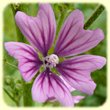 Malva sylvestris (Mauve des bois) - Flore des Calanques - Herbier de Loulou
