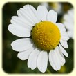 Matricaria chamomilla (Camomille sauvage) - Flore des Calanques - L`herbier de Loulou