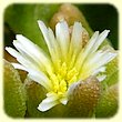 Mesembryanthemum nodiflorum (Ficode à fleurs nodales) - Flore des Calanques - Herbier de Loulou
