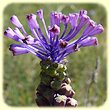 Muscari matritensis (Muscari de Madrid) - Flore des Calanques - Herbier de Loulou