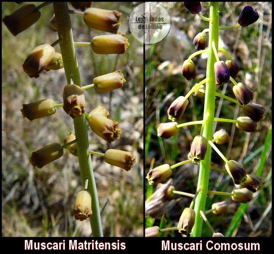Muscari comosum (Muscari à toupet) vs Muscari matritensis (Muscari de Madrid) - Flore des Calanques - Herbier de Loulou