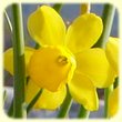 Narcissus assoanus (Narcisse a feuilles de jonc) - Fleur de la Flore des calanques - Les Randos de Loulou