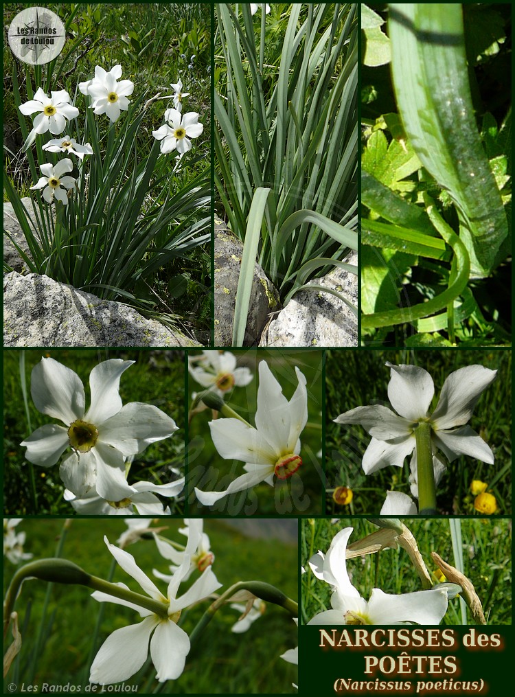 Narcissus poeticus (Narcisses des poêtes) - Les Randos de Loulou