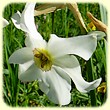 Narcissus poeticus (Narcisses des poêtes) - Flore des Calanques - L'Herbier de Loulou