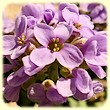 Noccaea corymbosa (Tabouret en corymbe) - Flore de montagne - L'Herbier de Loulou