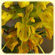 Odontites luteus (Odontite jaune) - Flore des Calanques - Herbier de Loulou