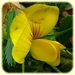 Ononis minutissima (Bugrane très grêle) - Flore des Calanques - L`herbier de Loulou