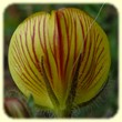 Ononis natrix (bugrane gluante) - les Randos de Loulou