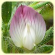Ononis reclinata (Bugrane à fleurs pendantes) - Flore des Calanques - L`herbier de Loulou