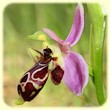 Ophrys scolopax (Ophrys bécasse) - Flore de la Sainte Baume - L'Herbier de Loulou